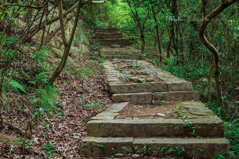 无人,横图,室外,白天,正面,旅游,度假,美景,树林,植物,楼梯,道路,路,中国,亚洲,阶梯,景观,小路,枝条,交通,娱乐,浙江,台阶,树,树木,树枝,浙江省,绿色,自然,享受,休闲,景色,放松,乡间小路,生长,成长,自然风光,东亚,普陀区,普陀山,中华人民共和国,华东地区,浙,舟山,舟山市,虬枝,枝杈,彩图,海天佛国,shwf1