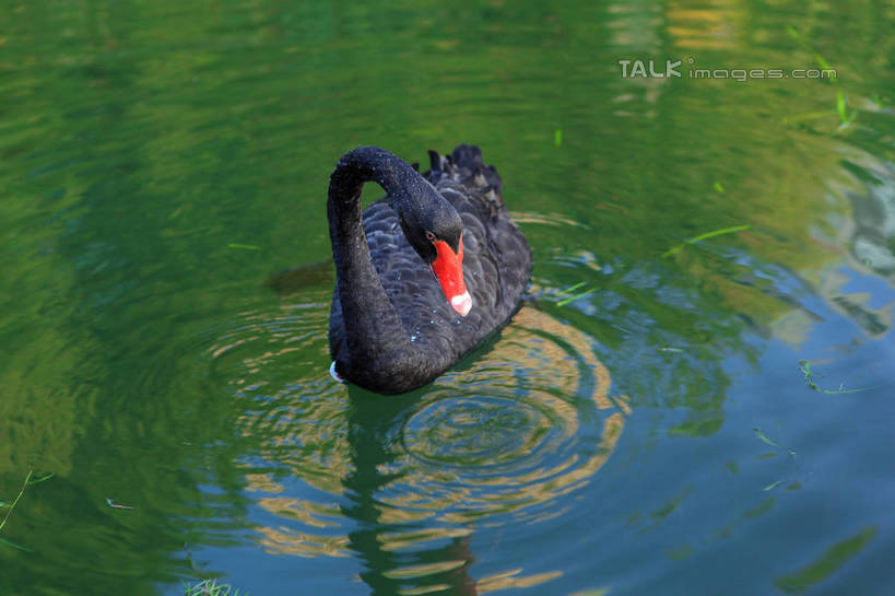 游泳,无人,横图,俯视,室外,白天,河流,美景,水,鸟,野生动物,天鹅,阴影,波纹,光线,鸟类,影子,河水,景观,水流,涟漪,注视,一只,红色,黑色,倒影,水纹,阳光,自然,动物,波浪,低头,观察,看,景色,可爱,观看,察看,倒映,关注,自然风光,水晕,泅水,垂头,黑天鹅,反照,拍浮,鹄,彩图,高角度拍摄,全身,shwf1