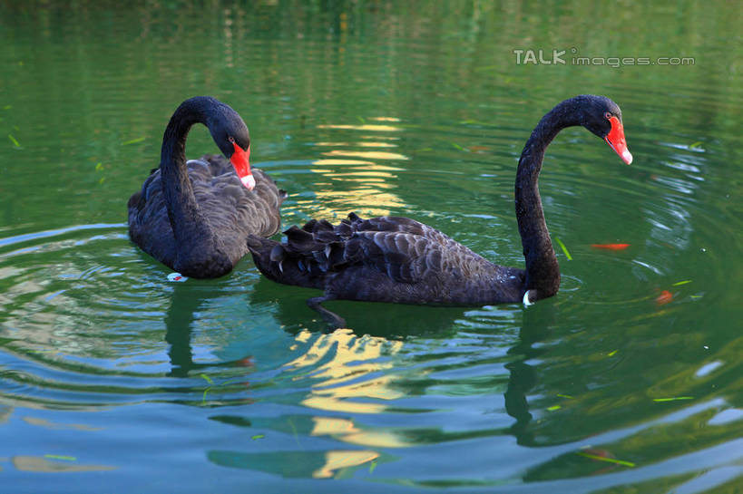 游泳,无人,横图,俯视,室外,白天,河流,美景,水,鸟,野生动物,天鹅,阴影,波纹,光线,鸟类,影子,河水,景观,水流,涟漪,注视,红色,黑色,倒影,水纹,阳光,自然,动物,波浪,低头,观察,看,两只,景色,可爱,观看,察看,倒映,关注,自然风光,水晕,泅水,垂头,黑天鹅,反照,拍浮,鹄,彩图,高角度拍摄,全身,shwf1