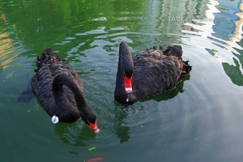 游泳,无人,横图,俯视,室外,白天,河流,美景,水,鸟,野生动物,天鹅,阴影,波纹,光线,鸟类,影子,河水,景观,水流,涟漪,注视,红色,黑色,倒影,水纹,阳光,自然,动物,波浪,低头,观察,看,两只,景色,可爱,观看,察看,倒映,关注,自然风光,水晕,泅水,垂头,黑天鹅,反照,拍浮,鹄,彩图,高角度拍摄,全身,shwf1