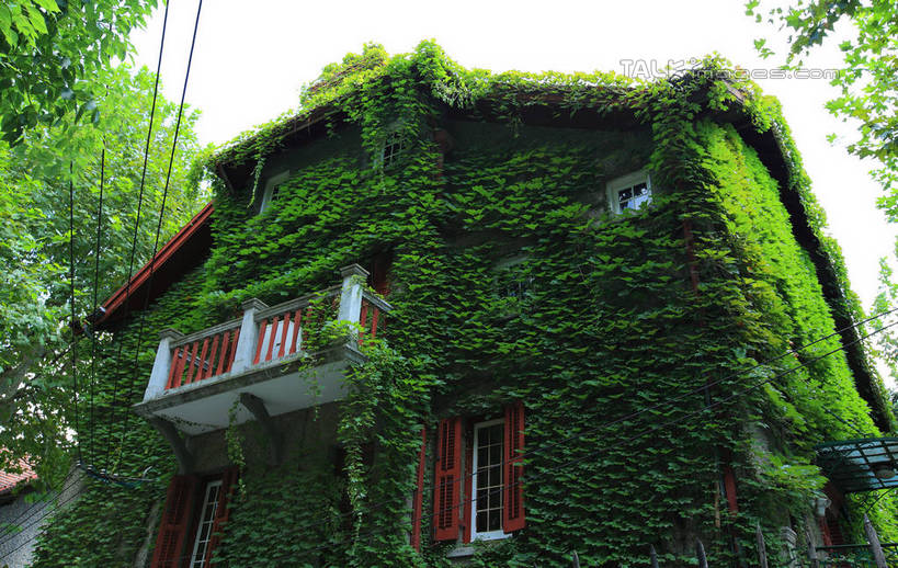 无人,家,横图,室外,白天,仰视,旅游,度假,名胜古迹,植物,标志建筑,地标,建筑,上海,中国,亚洲,遗迹,房屋,屋子,公寓,常春藤,爬山虎,草药,古迹,文物,娱乐,建设,古建筑,洋房,楼房,中药,住宅,树,树木,绿色,天空,自然,天,享受,休闲,旅游胜地,放松,生长,成长,申,药材,中草药,爬墙虎,黄浦区,古文明,东亚,思南路,上海市,中药材,本草,周公馆,地锦,趴山虎,巴山虎,中华人民共和国,沪,华东地区,彩图,低角度拍摄,房子,马斯南路,常青藤,shwf1,上海周公馆,中国共产党代表团驻沪办事处