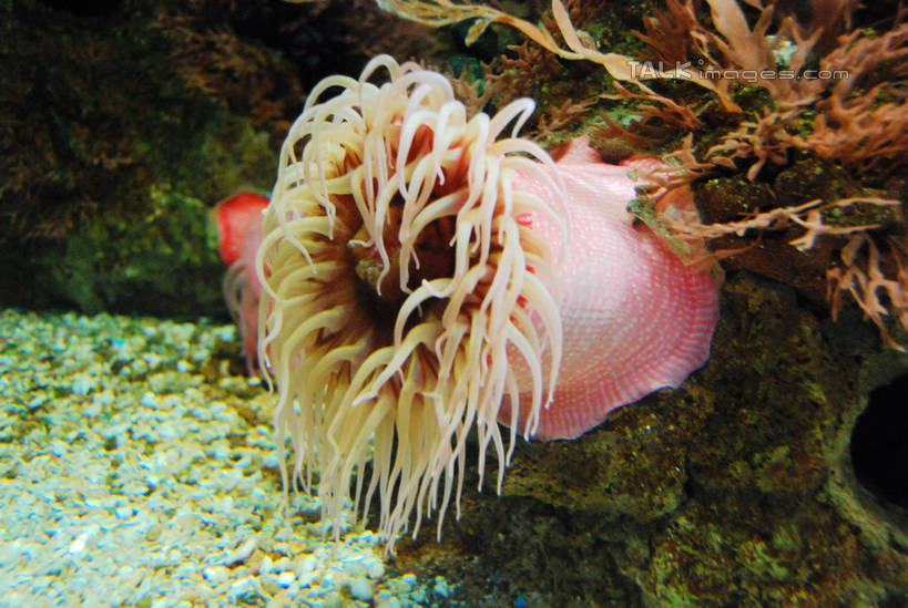 游泳,无人,横图,室内,白天,正面,海底,水下,一群,许多,表演,鱼,珊瑚,水底,很多,珊瑚礁,鱼类,海洋生物,无脊椎动物,水族馆,展示,海底世界,展览,腔肠动物,饲养,水生动物,水生物,海底动物,收集,海底礁,泅水,珊瑚虫,拍浮,极地海洋世界,海床,礁,岩石,半身,彩图,shxw1