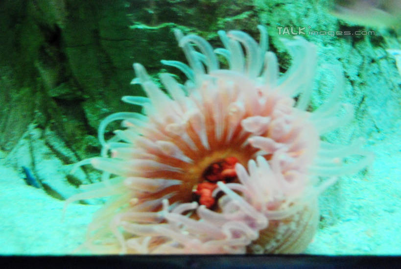 游泳,无人,横图,室内,白天,正面,海底,水下,一群,许多,表演,鱼,珊瑚,水底,很多,珊瑚礁,鱼类,海洋生物,无脊椎动物,水族馆,展示,海底世界,展览,腔肠动物,饲养,水生动物,水生物,海底动物,收集,海底礁,泅水,珊瑚虫,拍浮,极地海洋世界,海床,礁,岩石,半身,彩图,shxw1