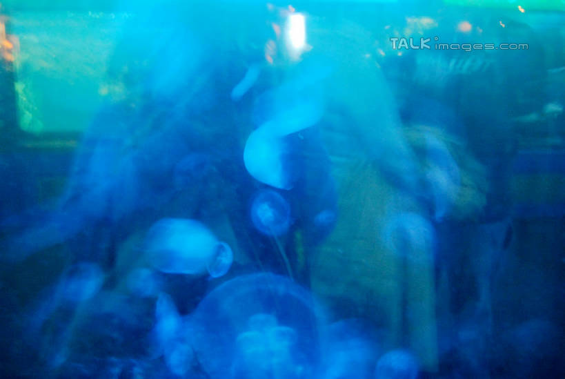 游泳,无人,横图,室内,白天,正面,海底,水下,一群,许多,表演,鱼,珊瑚,水底,很多,珊瑚礁,鱼类,海洋生物,无脊椎动物,水族馆,展示,海底世界,展览,腔肠动物,饲养,水生动物,水生物,海底动物,收集,海底礁,泅水,珊瑚虫,拍浮,极地海洋世界,海床,礁,岩石,半身,彩图,shxw1