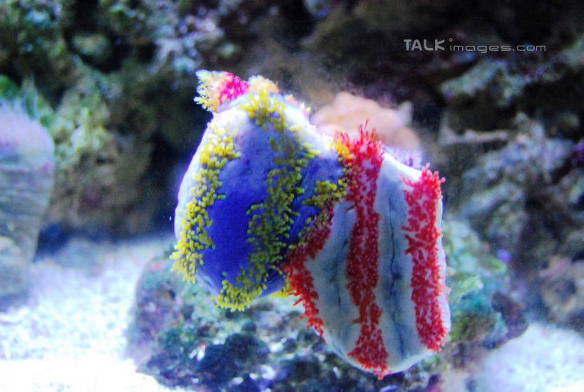 游泳,无人,横图,室内,白天,正面,海底,水下,一群,许多,表演,鱼,珊瑚,水底,很多,珊瑚礁,鱼类,海洋生物,无脊椎动物,水族馆,展示,海底世界,展览,腔肠动物,饲养,水生动物,水生物,海底动物,收集,海底礁,泅水,珊瑚虫,拍浮,极地海洋世界,海床,礁,岩石,半身,彩图,shxw1