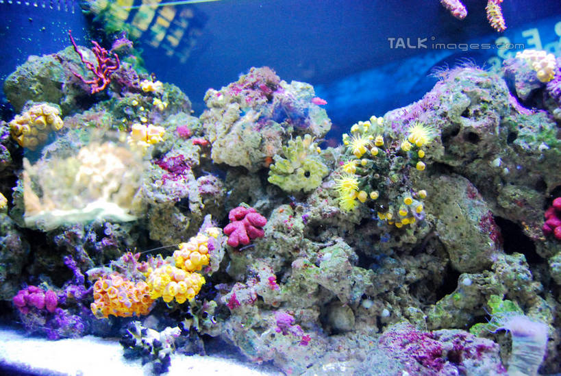 游泳,无人,横图,室内,白天,正面,海底,水下,一群,许多,表演,鱼,珊瑚,水底,很多,珊瑚礁,鱼类,海洋生物,无脊椎动物,水族馆,展示,海底世界,展览,腔肠动物,饲养,水生动物,水生物,海底动物,收集,海底礁,泅水,珊瑚虫,拍浮,极地海洋世界,海床,礁,岩石,半身,彩图,shxw1