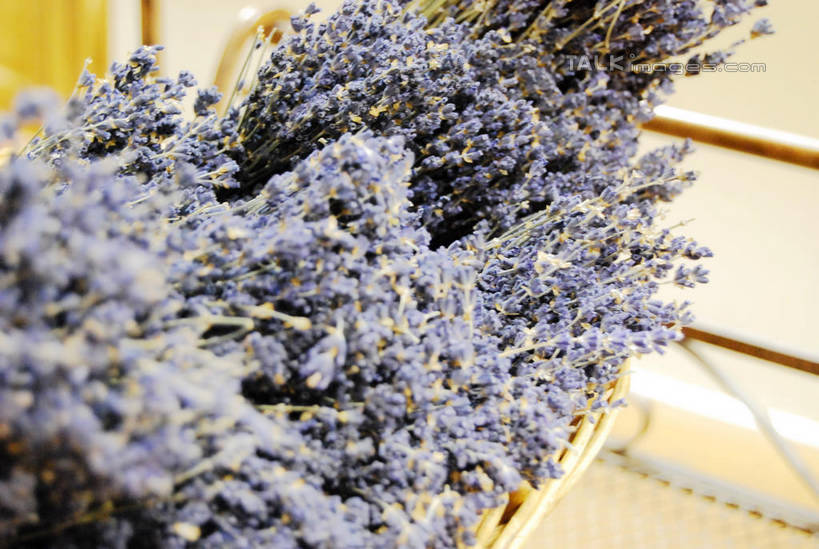 无人,花店,商店,横图,俯视,室内,特写,白天,爱情,阴影,盛开,反射,影子,浪漫,花蕾,商铺,花,花瓣,花朵,鲜花,紫色,香草,花苞,花蕊,薰衣草,呼吸,灵香草,黄香草,市肆,商号,奇迹,彩图,高角度拍摄,店铺,shxw1