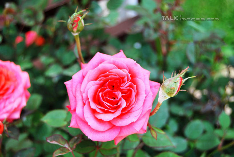 无人,横图,俯视,室外,特写,白天,幸福,美景,月季花,叶子,阴影,朦胧,模糊,盛开,光线,影子,景观,绿叶,花蕾,花,花瓣,花朵,鲜花,两朵,粉色,阳光,自然,花苞,花蕊,嫩叶,景色,希望,自然风光,美艳,光荣,叶,叶片,月月红,月季,长春花,彩图,高角度拍摄,shxw1