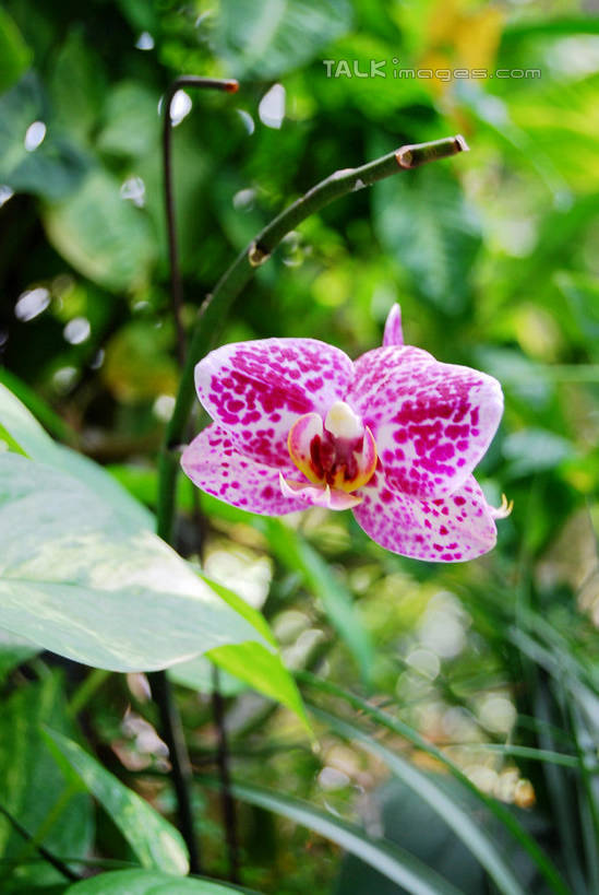 无人,竖图,室外,特写,白天,正面,美景,蝴蝶兰,叶子,阴影,朦胧,模糊,盛开,光线,影子,景观,绿叶,花蕾,花,花瓣,花朵,鲜花,紫色,阳光,自然,花苞,花蕊,嫩叶,景色,自然风光,蝶兰,兰中皇后,兰花,叶,叶片,彩图,兰花之后,台湾蝴蝶兰,shxw1