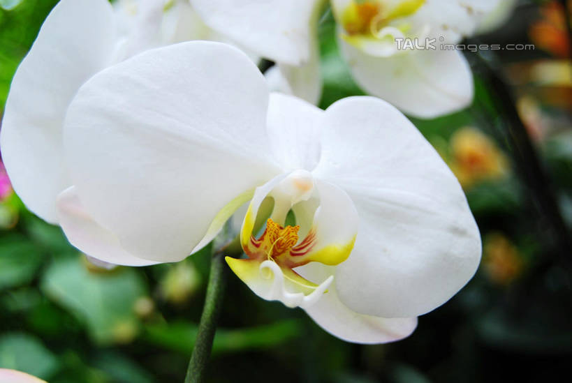 无人,横图,室外,特写,白天,正面,美景,蝴蝶兰,叶子,朦胧,模糊,盛开,景观,绿叶,花蕾,花,花瓣,花朵,鲜花,白色,自然,花苞,花蕊,嫩叶,景色,自然风光,蝶兰,兰中皇后,兰花,叶,叶片,彩图,兰花之后,台湾蝴蝶兰,shxw1