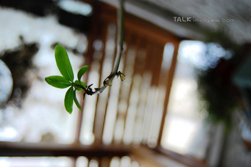 无人,横图,室内,特写,白天,正面,叶子,生气,朦胧,模糊,绿叶,幼苗,嫩芽,嫩叶,活力,朝气,生机,希望,新苗,叶,叶片,彩图,shxw1