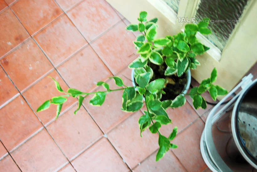 无人,横图,俯视,室内,特写,白天,植物,叶子,花盆,瓷砖,地砖,盆栽,陶瓷,绿叶,盆景,陶瓷制品,地面,绿色,自然,容器,嫩叶,生长,成长,储藏,储存,叶,叶片,彩图,高角度拍摄,贮存,shxw1