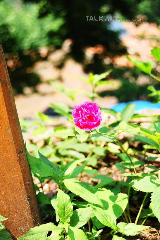 无人,栏杆,竖图,俯视,室外,特写,白天,幸福,美景,月季花,叶子,阴影,朦胧,模糊,盛开,光线,影子,栅栏,景观,篱笆,围栏,绿叶,花蕾,护栏,花,花瓣,花朵,鲜花,一朵,粉色,阳光,自然,花苞,花蕊,嫩叶,景色,希望,自然风光,美艳,光荣,叶,叶片,月月红,月季,长春花,彩图,高角度拍摄,shxw1