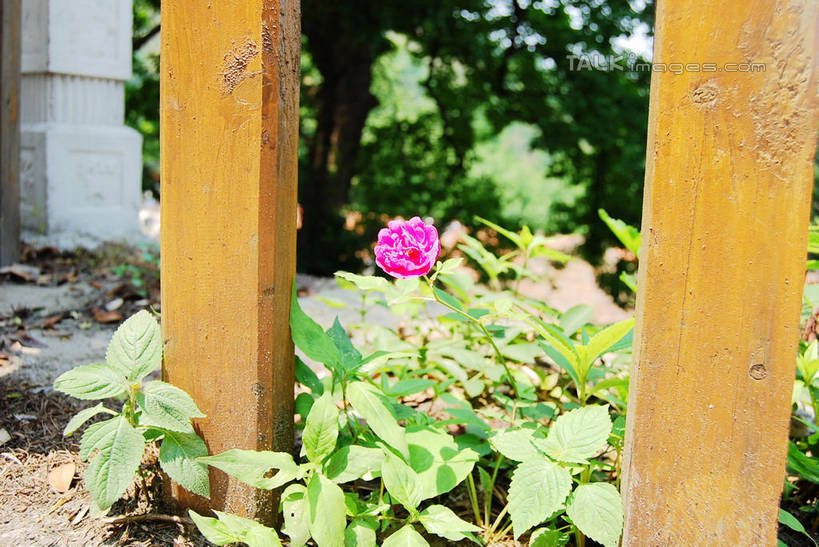 无人,栏杆,横图,俯视,室外,特写,白天,幸福,美景,月季花,叶子,阴影,朦胧,模糊,盛开,光线,影子,栅栏,景观,篱笆,围栏,绿叶,花蕾,护栏,花,花瓣,花朵,鲜花,一朵,粉色,阳光,自然,花苞,花蕊,嫩叶,景色,希望,自然风光,美艳,光荣,叶,叶片,月月红,月季,长春花,彩图,高角度拍摄,shxw1