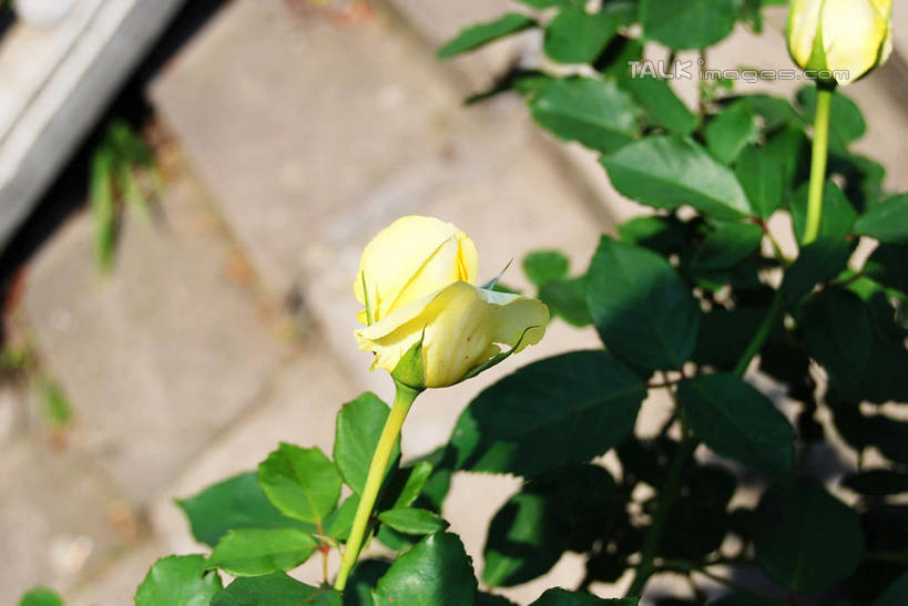 无人,横图,俯视,室外,特写,白天,幸福,美景,月季花,叶子,阴影,朦胧,模糊,盛开,光线,影子,景观,绿叶,花蕾,花,花瓣,花朵,鲜花,两朵,黄色,阳光,自然,花苞,花蕊,嫩叶,景色,希望,自然风光,美艳,光荣,叶,叶片,月月红,月季,长春花,彩图,高角度拍摄,shxw1