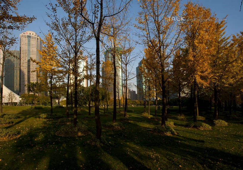 无人,高楼大厦,横图,室外,白天,正面,度假,草地,草坪,美景,植物,城市风光,标志建筑,城市,大厦,地标,建筑,摩天大楼,上海,中国,亚洲,阴影,光线,影子,景观,娱乐,建设,浦东,草,树,树木,蓝色,绿色,蓝天,天空,阳光,自然,天,享受,休闲,景色,放松,生长,晴朗,成长,申,陆家嘴,浦东新区,东亚,上海市,万里无云,中华人民共和国,沪,华东地区,陆家嘴中心绿地,上海陆家嘴中心绿地,晴空,晴空万里,彩图,大楼,高层建筑,高楼,摩天楼,shyj1