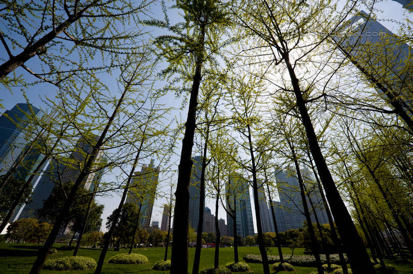 无人,高楼大厦,横图,室外,白天,仰视,度假,草地,草坪,美景,植物,城市风光,标志建筑,城市,大厦,地标,建筑,摩天大楼,上海,中国,亚洲,阴影,光线,影子,景观,娱乐,建设,浦东,草,树,树木,蓝色,绿色,蓝天,天空,阳光,自然,天,享受,休闲,景色,放松,生长,晴朗,成长,申,陆家嘴,浦东新区,东亚,上海市,万里无云,中华人民共和国,沪,华东地区,陆家嘴中心绿地,上海陆家嘴中心绿地,晴空,晴空万里,彩图,低角度拍摄,大楼,高层建筑,高楼,摩天楼,shyj1