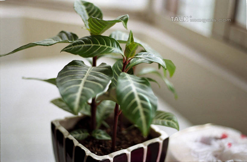 无人,横图,俯视,室内,特写,白天,植物,窗户,花盆,阴影,朦胧,模糊,反射,盆栽,影子,陶瓷,盆景,陶瓷制品,玻璃窗,窗台,绿色,自然,容器,生长,成长,储藏,储存,彩图,高角度拍摄,贮存,shylt1