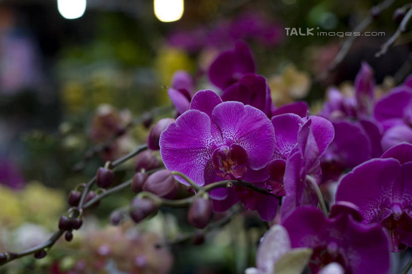 无人,横图,室外,特写,白天,正面,蝴蝶兰,阴影,朦胧,模糊,盛开,光线,影子,灯光,花蕾,花,花瓣,花朵,鲜花,紫色,花苞,花蕊,蝶兰,兰中皇后,兰花,彩图,兰花之后,台湾蝴蝶兰,shylt1