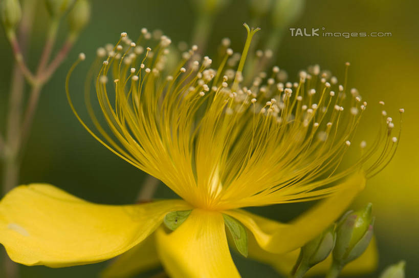 无人,横图,室外,特写,白天,正面,微距,美景,阴影,朦胧,模糊,盛开,光线,影子,景观,花蕾,花,花瓣,花朵,金丝桃,鲜花,黄色,阳光,自然,花苞,花蕊,景色,自然风光,弟切草,土连翘,复仇,彩图,微距摄影,shylt1