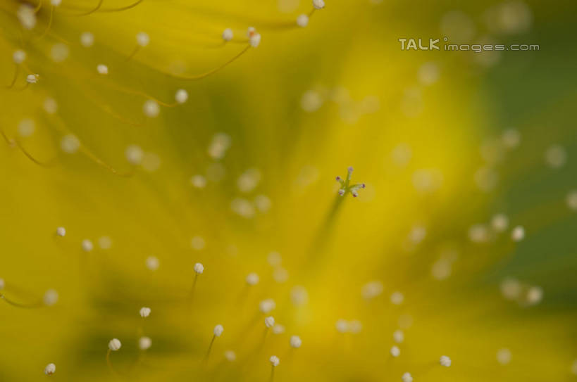 无人,横图,室外,特写,白天,正面,微距,美景,阴影,朦胧,模糊,盛开,光线,影子,景观,花蕾,花,花瓣,花朵,金丝桃,鲜花,黄色,阳光,自然,花苞,花蕊,景色,自然风光,弟切草,土连翘,复仇,彩图,微距摄影,shylt1