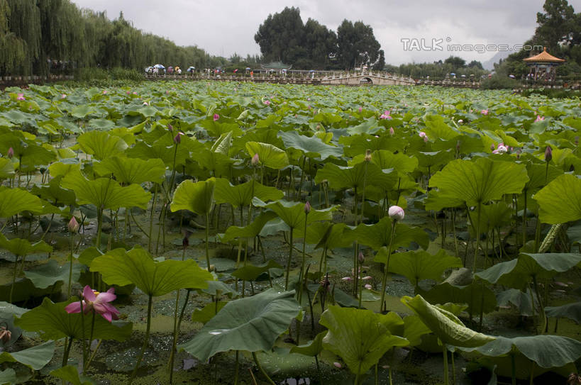 无人,横图,室外,白天,正面,旅游,度假,纯洁,草地,草坪,美景,树林,植物,莲花,叶子,昆明,中国,亚洲,阴影,盛开,光线,影子,池塘,景观,水池,云,云朵,荷叶,花蕾,云彩,娱乐,云南,草,花,花瓣,花朵,鲜花,树,树木,蓝色,绿色,白云,蓝天,天空,阳光,自然,天,花苞,花蕊,享受,休闲,景色,放松,生长,晴朗,成长,富贵,神圣,自然风光,昆明市,东亚,纯净,云南省,中华人民共和国,省会,西南地区,莲叶,六月花神,正直,滇,鞭蕖,鞭蓉,芙蕖,菡萏,荷花,六月春,藕花,水旦,水芙蓉,水华,水芸,溪客,叶,叶片,晴空,彩图,大观楼,近华浦,昆明大观楼,shylt1