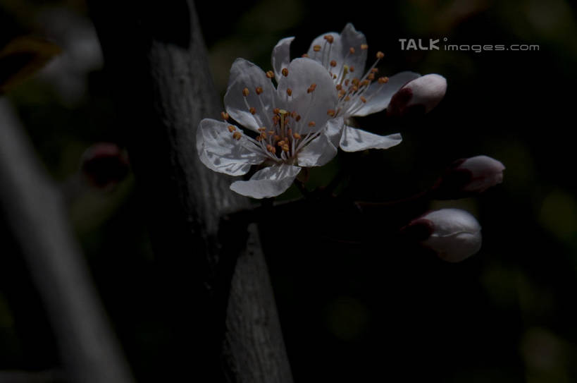 无人,横图,室外,特写,白天,正面,爱情,美景,植物,桃花,朦胧,模糊,盛开,景观,枝条,花蕾,花,花瓣,花朵,鲜花,树,树木,树枝,一朵,绿色,自然,花苞,花蕊,景色,生长,成长,俘虏,自然风光,虬枝,枝杈,彩图,shylt1