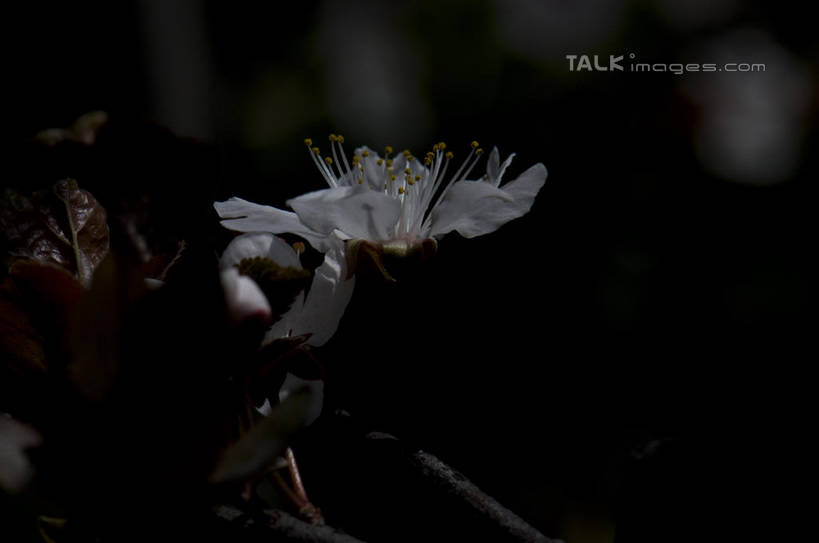 无人,横图,室外,特写,白天,正面,爱情,美景,植物,桃花,朦胧,模糊,盛开,景观,枝条,花蕾,花,花瓣,花朵,鲜花,树,树木,树枝,一朵,绿色,自然,花苞,花蕊,景色,生长,成长,俘虏,自然风光,虬枝,枝杈,彩图,shylt1