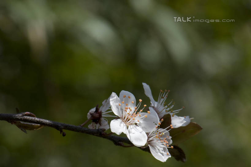 无人,横图,室外,特写,白天,正面,爱情,美景,植物,桃花,朦胧,模糊,盛开,景观,枝条,花蕾,花,花瓣,花朵,鲜花,树,树木,树枝,两朵,绿色,白色,自然,花苞,花蕊,景色,生长,成长,俘虏,自然风光,虬枝,枝杈,彩图,shylt1