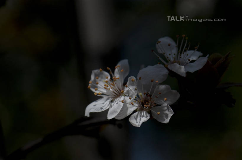 无人,横图,室外,特写,白天,正面,爱情,美景,植物,桃花,三朵,朦胧,模糊,盛开,景观,枝条,花蕾,花,花瓣,花朵,鲜花,树,树木,树枝,绿色,白色,自然,花苞,花蕊,景色,生长,成长,俘虏,自然风光,虬枝,枝杈,彩图,shylt1