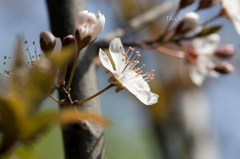 无人,横图,室外,特写,白天,正面,爱情,美景,植物,桃花,许多,朦胧,模糊,盛开,景观,枝条,很多,花蕾,花,花瓣,花朵,鲜花,树,树木,树枝,绿色,白色,自然,花苞,花蕊,景色,生长,成长,俘虏,自然风光,虬枝,枝杈,彩图,shylt1