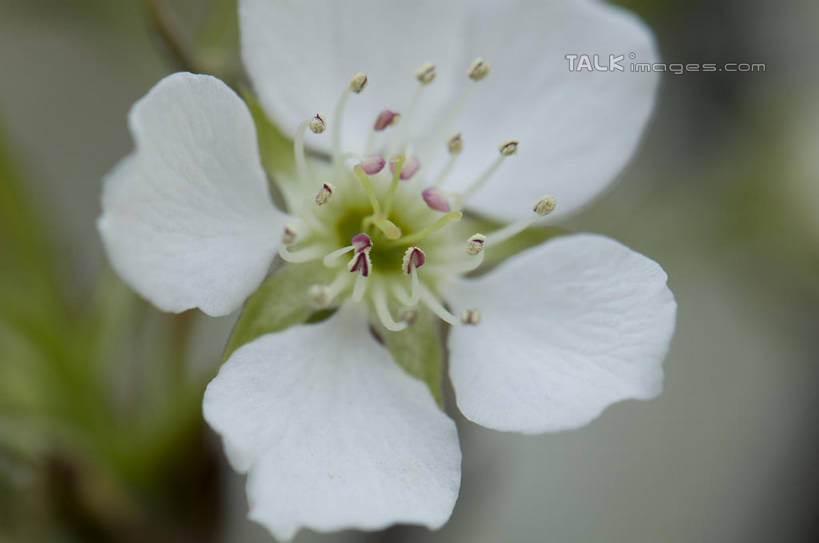 无人,横图,室外,特写,白天,正面,爱情,美景,桃花,阴影,朦胧,模糊,盛开,光线,影子,景观,花蕾,花,花瓣,花朵,鲜花,一朵,白色,阳光,自然,花苞,花蕊,景色,俘虏,自然风光,彩图,shylt1
