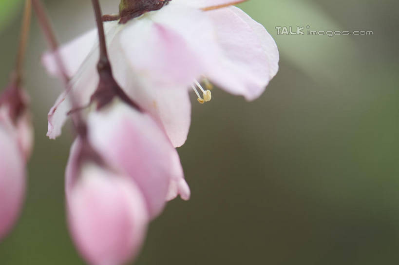 无人,横图,室外,特写,白天,正面,爱情,美景,桃花,四朵,阴影,朦胧,模糊,盛开,光线,影子,景观,枝条,花蕾,花,花瓣,花朵,鲜花,树枝,粉色,阳光,自然,花苞,花蕊,景色,俘虏,自然风光,虬枝,枝杈,彩图,shylt1