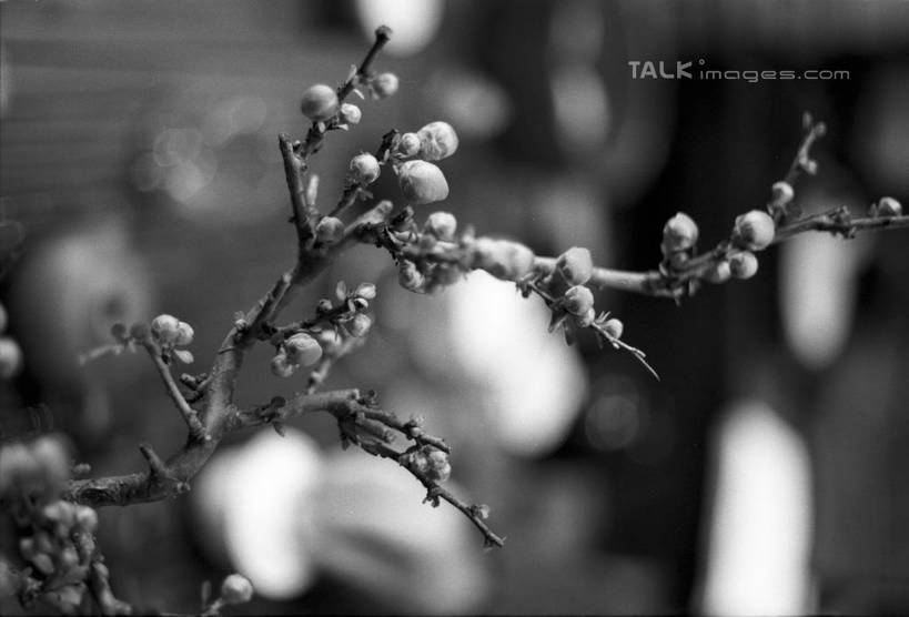 无人,横图,黑白,室内,特写,白天,正面,植物,阴影,朦胧,模糊,盛开,反射,光线,影子,灯光,梅花,枝条,花蕾,茶楼,花,花瓣,花朵,鲜花,树,树木,树枝,绿色,自然,茶馆,花苞,花蕊,生长,成长,茶室,高雅,坚强,茶房,茶肆,虬枝,枝杈,春梅,梅,shylt1