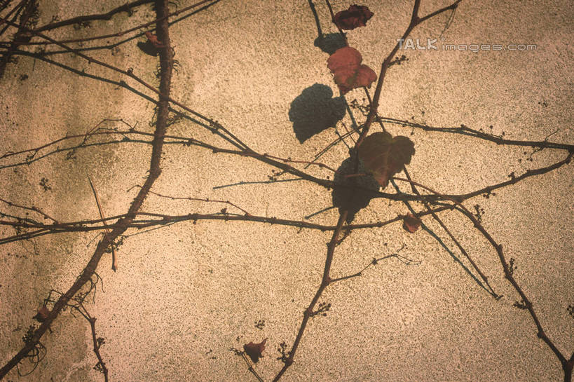 无人,横图,室外,特写,白天,正面,美景,秋季,植物,阴影,枯萎,光线,影子,墙,景观,常春藤,爬山虎,草药,中药,墙壁,墙面,阳光,自然,藤蔓,景色,自然风光,药材,中草药,爬墙虎,藤蔓植物,中药材,本草,地锦,趴山虎,巴山虎,秋,秋天,彩图,常青藤,shylt1