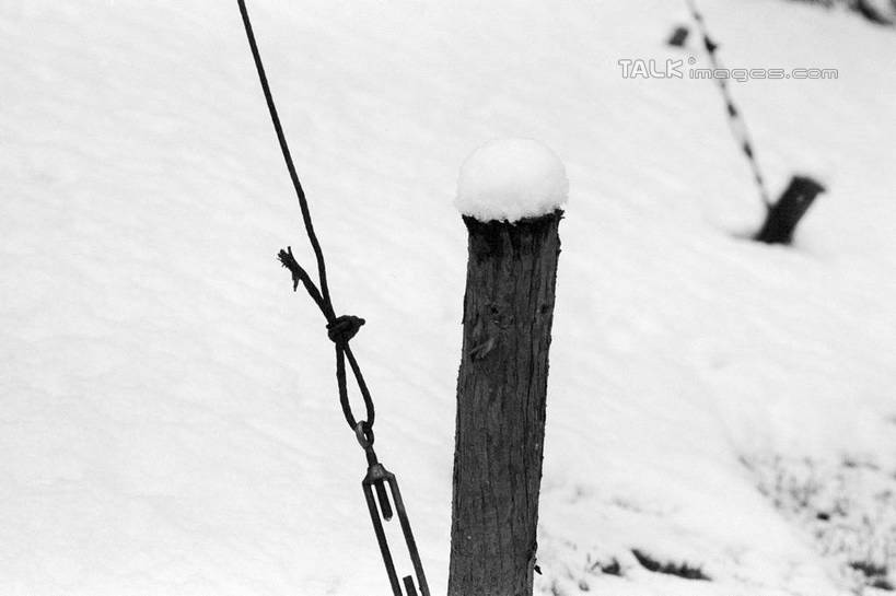 无人,横图,俯视,黑白,室外,特写,白天,美景,雪,大雪,木头,积雪,景观,雪景,冬季,冬天,木,枝条,树,树木,树枝,白色,自然,木桩,景色,寒冷,铁链,链条,支撑,固定,自然风光,严寒,虬枝,枝杈,高角度拍摄,shylt1