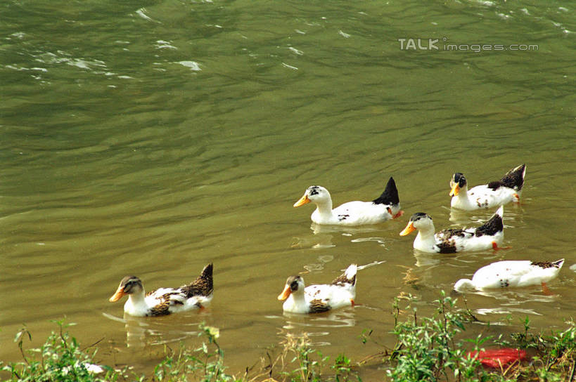游泳,无人,横图,俯视,室外,白天,旅游,度假,湖,湖泊,美景,水,鸟,中国,亚洲,一群,许多,阴影,波纹,光线,鸟类,鸭,影子,湖面,景观,水流,水面,涟漪,很多,注视,娱乐,家禽,倒影,水纹,阳光,自然,动物,波浪,湖水,观察,看,享受,休闲,景色,放松,牲畜,观看,察看,倒映,关注,自然风光,东亚,湖南,湘西,湖南省,中华人民共和国,水晕,泅水,华中地区,湘,湘西州,湘西土家族苗族自治州,反照,拍浮,彩图,高角度拍摄,全身,shzwj1