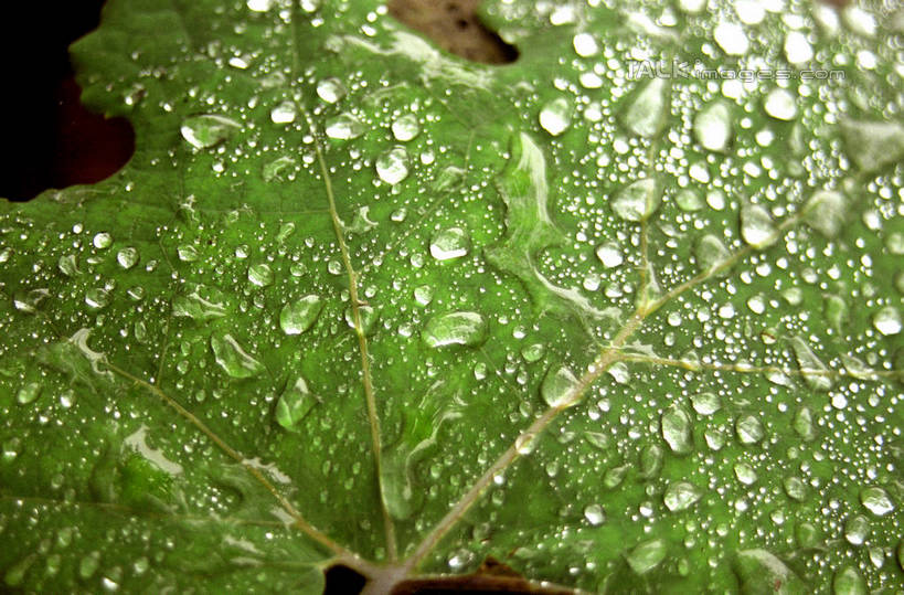 无人,横图,室外,特写,白天,正面,美景,水,植物,露水,叶子,透明,纹理,液体,景观,水滴,绿叶,水珠,绿色,自然,露珠,嫩叶,景色,生机,剔透,自然风光,肌理,灵动,通明,叶,叶片,叶脉,彩图,晶莹,shzwj1