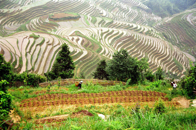 无人,农田,横图,俯视,室外,白天,旅游,度假,庄稼,梯田,农作物,石头,美景,山,山脉,植物,中国,亚洲,阴影,曲折,弯曲,光线,石子,影子,景观,山顶,山峰,山峦,娱乐,树,树木,绿色,阳光,自然,群山,享受,休闲,景色,放松,蜿蜒,生长,成长,广西,自然风光,东亚,龙胜,龙脊梯田,广西壮族自治区,中华人民共和国,桂,华南地区,颠峰,极峰,龙胜各族自治县,龙胜梯田,石块,彩图,高角度拍摄,耕地,庄稼田,shzwj1