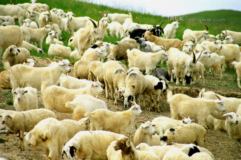 无人,站,横图,室外,白天,正面,旅游,度假,草地,草原,石头,美景,山,山脉,植物,羊,中国,亚洲,许多,阴影,光线,石子,影子,景观,旷野,山顶,山峰,山峦,很多,注视,娱乐,草,蓝色,绿色,蓝天,天空,阳光,自然,动物,群山,天,观察,看,站着,享受,休闲,家畜,景色,放松,蒙,牲畜,晴朗,观看,察看,关注,自然风光,原野,东亚,内蒙古,锡林郭勒草原,万里无云,中华人民共和国,华北地区,锡盟,锡林郭勒盟,内蒙古自治区,颠峰,极峰,石块,晴空,晴空万里,绵羊,站立,半身,彩图,shzwj1