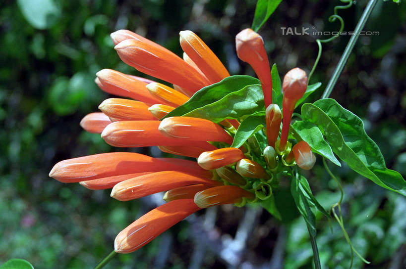 无人,横图,室外,特写,白天,正面,花海,花圃,美景,植物,叶子,朦胧,模糊,盛开,景观,花蕾,花,花瓣,花朵,花卉,鲜花,红色,绿色,自然,花丛,花束,花田,花苞,花蕊,景色,自然风光,彩图,shzwj1