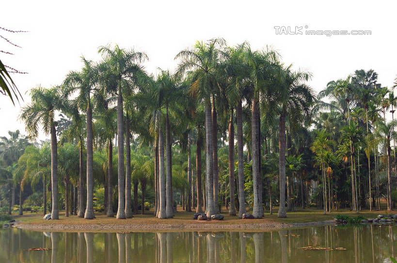 无人,横图,室外,白天,正面,旅游,度假,河流,石头,美景,水,植物,棕榈树,叶子,西双版纳,中国,亚洲,阴影,波纹,光线,石子,影子,河水,景观,水流,绿叶,涟漪,娱乐,云南,树,树木,蓝色,绿色,倒影,蓝天,水纹,天空,阳光,自然,波浪,天,享受,休闲,嫩叶,景色,放松,生长,晴朗,成长,倒映,自然风光,东亚,棕榈叶,傣族园,西双版纳州,云南省,万里无云,中华人民共和国,水晕,西南地区,滇,西双版纳傣族自治州,反照,叶,叶片,石块,晴空,晴空万里,棕树,棕榈,彩图,西双版纳傣族园,橄榄坝,shzwj1