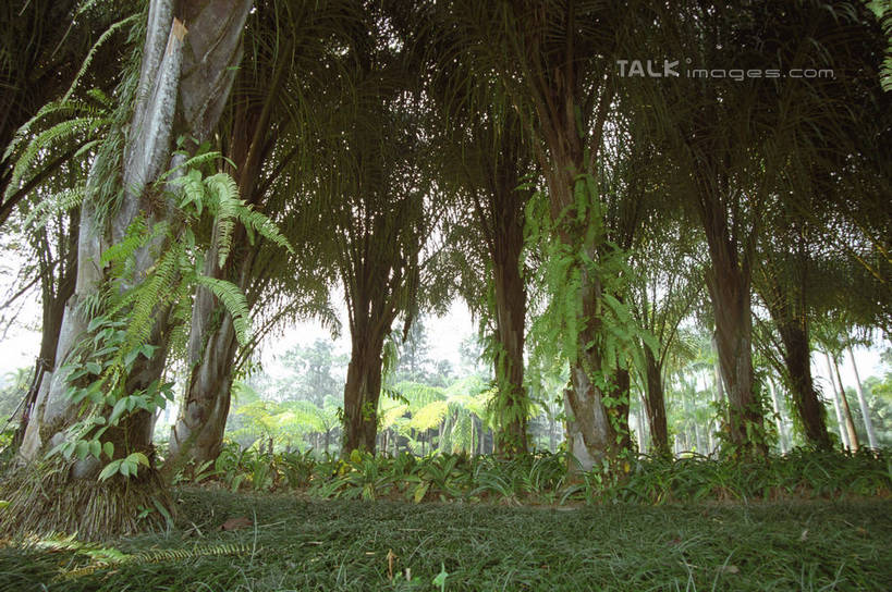 无人,横图,室外,白天,仰视,旅游,度假,草地,草坪,美景,树林,植物,西双版纳,中国,亚洲,阴影,光线,影子,景观,娱乐,云南,草,树,树木,绿色,阳光,自然,享受,休闲,景色,放松,生长,成长,自然风光,东亚,傣族园,西双版纳州,云南省,中华人民共和国,西南地区,滇,西双版纳傣族自治州,彩图,低角度拍摄,西双版纳傣族园,橄榄坝,shzwj1