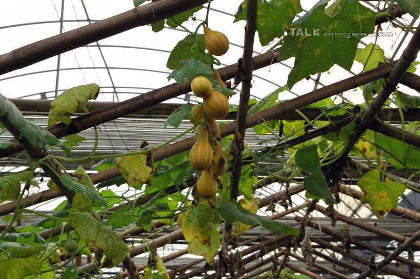 无人,横图,室内,白天,仰视,植物,南瓜,蔬菜,叶子,上海,中国,亚洲,吊挂,悬挂,新鲜,纹理,金瓜,食品,绿叶,挂,温室,浦东,番瓜,食物,绿色,嫩叶,有机食品,绿色食品,设施,麦瓜,倭瓜,申,暖房,防寒,加温,透光,保温,浦东新区,东亚,孙桥,上海市,肌理,中华人民共和国,沪,华东地区,叶,叶片,叶脉,彩图,低角度拍摄,孙桥现代农业园区,shzwj1