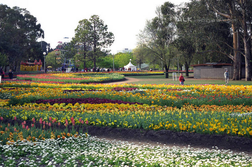 无人,公园,横图,室外,白天,正面,度假,花海,花圃,美景,植物,城市风光,城市,叶子,澳大利亚,阴影,盛开,光线,影子,景观,首都,花蕾,娱乐,花,花瓣,花朵,花卉,鲜花,树,树木,绿色,阳光,自然,花丛,花束,花田,花苞,花蕊,享受,休闲,景色,放松,生长,成长,大洋洲,澳洲,堪培拉,联邦公园,南方大陆,澳大利亚联邦,彩图,shzwj1