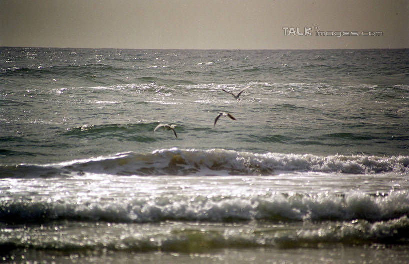 无人,横图,室外,白天,正面,旅游,度假,海浪,海洋,美景,日落,海鸟,海鸥,鸟,澳大利亚,飞翔,伸展,张开,展翅,阴影,飞行,光线,翅膀,鸟类,影子,景观,浪花,水平线,晚霞,霞光,落日,辽阔,海平线,翱翔,娱乐,飞,阳光,自然,海水,黄昏,享受,休闲,广阔,景色,彩霞,放松,一望无际,自然风光,大洋洲,澳洲,海景,张开翅膀,黄金海岸,昆士兰州,南方大陆,澳大利亚联邦,昆士兰,无边无际,一马平川,夕照,薄暮,展开翅膀,澳大利亚黄金海岸,大海,风浪,海,海水的波动,近岸浪,涌浪,夕阳,彩图,全身,傍晚,水天相接,水天一线,斜阳,shzwj1