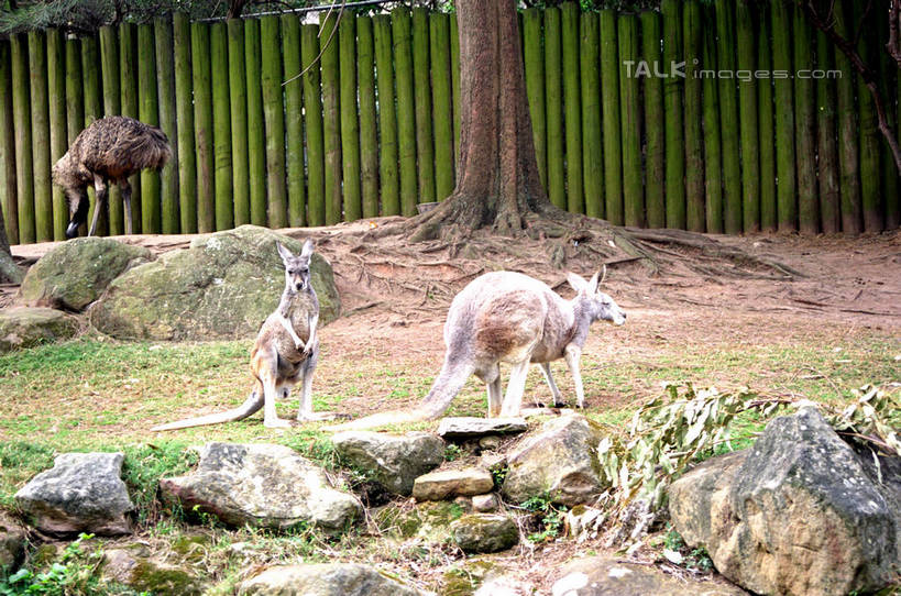 无人,栏杆,站,走,横图,室外,白天,正面,石头,美景,袋鼠,野生动物,澳大利亚,石子,栅栏,景观,篱笆,围栏,注视,护栏,自然,动物,观察,看,站着,两只,景色,可爱,活泼,观看,察看,关注,自然风光,大洋洲,悉尼,澳洲,南方大陆,首府,育儿袋,澳大利亚联邦,雪梨,新州,新南威尔士,新南威尔士州,石块,步行,散步,站立,走路,彩图,全身,悉尼野生动物园,shzwj1