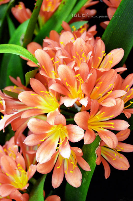 无人,竖图,室外,特写,白天,正面,幸福,花海,花圃,美景,植物,君子兰,叶子,朦胧,模糊,盛开,景观,花蕾,花,花瓣,花朵,花卉,鲜花,绿色,自然,花丛,花束,花田,花苞,花蕊,景色,威武,吉祥,富贵,坚强,自然风光,不屈,昌盛,繁荣,刚毅,美满,彩图,shzwj1