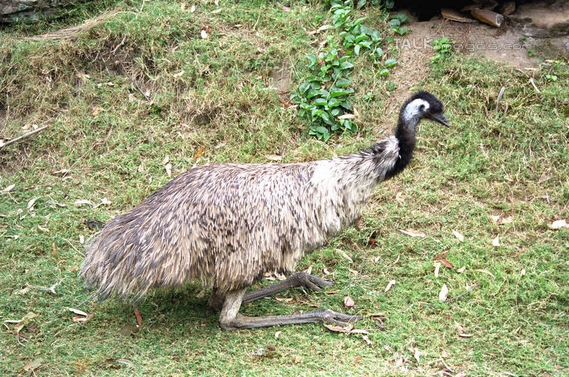 无人,站,横图,俯视,室外,白天,草地,草坪,美景,植物,鸟,澳大利亚,阴影,光线,鸟类,影子,景观,注视,草,一只,绿色,阳光,自然,观察,看,站着,景色,观看,察看,关注,自然风光,大洋洲,悉尼,澳洲,南方大陆,首府,澳大利亚联邦,雪梨,新州,新南威尔士,新南威尔士州,站立,彩图,高角度拍摄,全身,悉尼野生动物园,shzwj1