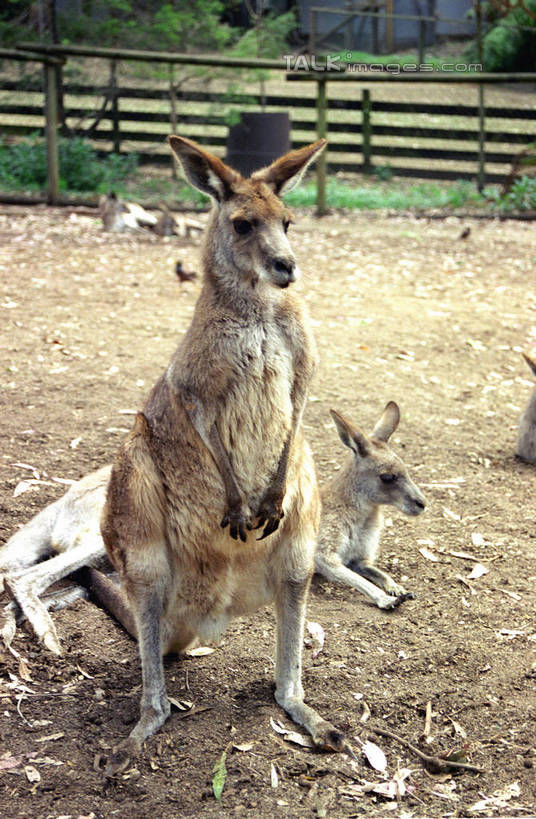 无人,栏杆,站,躺,竖图,室外,白天,正面,草地,草坪,美景,植物,袋鼠,野生动物,澳大利亚,栅栏,景观,篱笆,围栏,注视,护栏,草,树,树木,绿色,自然,动物,观察,看,站着,两只,景色,可爱,活泼,生长,成长,观看,察看,关注,自然风光,大洋洲,悉尼,澳洲,南方大陆,首府,育儿袋,澳大利亚联邦,雪梨,新州,新南威尔士,新南威尔士州,卧着,躺着,卧,站立,半身,彩图,悉尼野生动物园,shzwj1